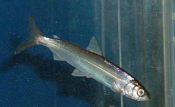 Coregonus albula.jpg